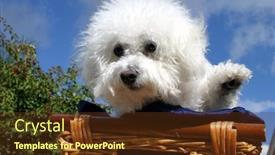  Presentation with blue waves - Colorful theme enhanced with fifi the bichon frise sits and waves at you the viewer while in a wooden basket covered with dark blue silk material with a blue sky and white fluffy clouds in the background backdrop and a tawny brown colored foreground