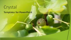  Presentation with fig tree - Beautiful presentation featuring fig-fruits-growing backdrop and a yellow colored foreground