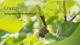  Presentation with fig tree - Colorful PPT theme enhanced with fig-fruits-growing backdrop and a yellow colored foreground