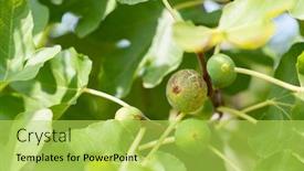  Presentation with fig tree - Presentation having fig-fruits-growing background and a yellow colored foreground