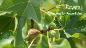  Presentation with fig tree - Cool new slide deck with fig-fruits-growing backdrop and a tawny brown colored foreground