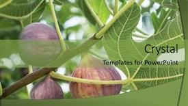  Presentation with fig tree - Slide deck enhanced with fig fruits on the tree background and a seafoam green colored foreground