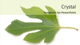  Presentation with white - Slides consisting of fig leaf on white background background and a blonde colored foreground
