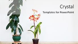  Presentation with fig tree - Slide set consisting of fig tree - green home plant ficus background and a white colored foreground