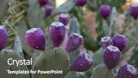  Presentation with guava fruits fresh green fruit - Presentation theme having fig tree - opuntia with ripe fruits background and a dark gray colored foreground