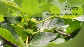  Presentation with fig tree - Beautiful slides featuring fig tree branch outdoors closeup backdrop and a  colored foreground