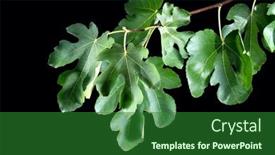  Presentation with fig tree - Presentation theme having fig-tree-branch-with-leaves background and a forest green colored foreground