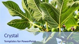  Presentation with fig tree - PPT theme featuring fig tree close-up background and a sky blue colored foreground