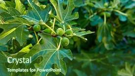  Presentation with fig tree - Colorful slides enhanced with fig tree green fruits backdrop and a forest green colored foreground