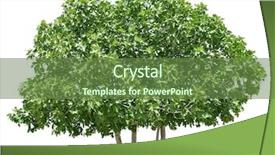  Presentation with fig tree - Beautiful presentation theme featuring fig tree isolated on white backdrop and a tawny brown colored foreground