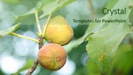  Presentation with fig tree - Cool new presentation design with fig tree backdrop and a  colored foreground
