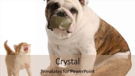  Presentation with cat dog - PPT theme enhanced with fight - english bulldog with tape background and a coral colored foreground