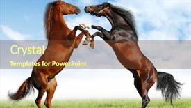  Presentation with horses - Cool new presentation theme with fight of horses backdrop and a  colored foreground