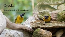  Presentation with black yellow - Colorful slide set enhanced with fight song - couple of black-crested bulbul bird backdrop and a  colored foreground