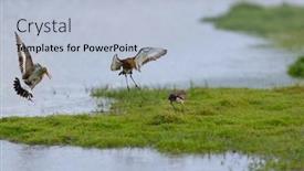  Presentation with water - PPT theme featuring fighting-black-tailed-godwit background and a light blue colored foreground