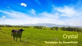  Presentation with grazing - Theme featuring fighting bull grazing in extremadura background and a tawny brown colored foreground