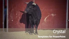  Presentation with spa white orchids black - Audience pleasing PPT theme consisting of fighting bull picture from spain backdrop and a coral colored foreground