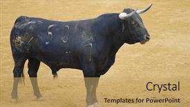  Presentation with spain - Presentation design consisting of fighting bull picture from spain background and a yellow colored foreground