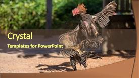 Presentation with maximum - Presentation theme consisting of fighting cocks in a vicious background and a tawny brown colored foreground