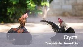  Presentation with asian culture - Cool new PPT theme with fighting cocks in a vicious backdrop and a gray colored foreground