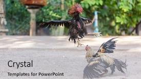  Presentation with feet - Presentation design having fighting cocks in a vicious background and a light gray colored foreground