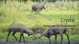  Presentation with deer - Theme with fighting male elaphure deer in nature landscape background and a yellow colored foreground