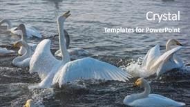  Presentation with siberia - Audience pleasing PPT theme consisting of fighting white whooping swans swimming backdrop and a gray colored foreground