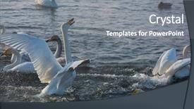  Presentation with drone fire fighting robot - Slides featuring fighting white whooping swans swimming background and a gray colored foreground