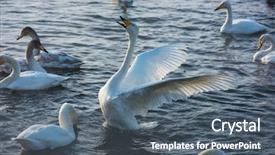  Presentation with siberia - Cool new presentation theme with fighting white whooping swans swimming backdrop and a gray colored foreground