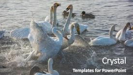  Presentation with swimming - PPT theme enhanced with fighting white whooping swans swimming background and a dark gray colored foreground