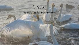  Presentation with siberia - Beautiful PPT theme featuring fighting white whooping swans swimming backdrop and a light gray colored foreground