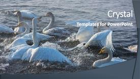  Presentation with ground fighting - Slides with fighting white whooping swans swimming background and a gray colored foreground