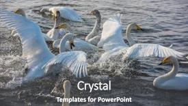  Presentation with siberia - Colorful theme enhanced with fighting white whooping swans swimming backdrop and a  colored foreground