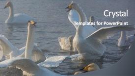  Presentation with siberia - Presentation enhanced with fighting white whooping swans swimming background and a gray colored foreground