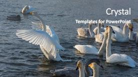  Presentation with siberia - Amazing presentation theme having fighting white whooping swans swimming backdrop and a gray colored foreground