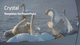  Presentation with swimming - PPT theme consisting of fighting white whooping swans swimming background and a gray colored foreground