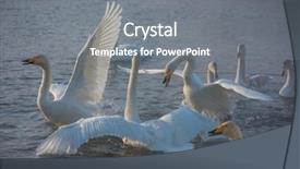  Presentation with siberia - Beautiful presentation featuring fighting white whooping swans swimming backdrop and a gray colored foreground