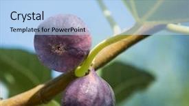  Presentation with fig tree - Beautiful presentation theme featuring figs fruits on the tree backdrop and a light blue colored foreground