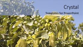  Presentation with fig tree - PPT theme enhanced with figs growing in an orchard background and a  colored foreground