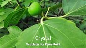  Presentation with fig tree - Beautiful slide set featuring branch of a fig tree backdrop and a tawny brown colored foreground