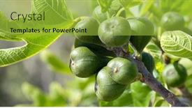  Presentation with fig tree - Theme consisting of figs-on-the-branch background and a yellow colored foreground