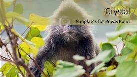  Presentation with fig tree - Beautiful presentation theme featuring figs on the tree backdrop and a yellow colored foreground