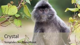  Presentation with fig tree - Colorful PPT theme enhanced with figs on the tree backdrop and a soft green colored foreground