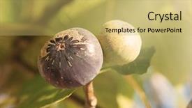  Presentation with low hanging fruit - PPT layouts having figs on tree low background and a yellow colored foreground
