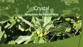  Presentation with fig tree - Audience pleasing slide set consisting of figs on tree with fig backdrop and a  colored foreground