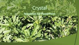  Presentation with fig tree - Colorful presentation theme enhanced with figs on tree with fig backdrop and a  colored foreground