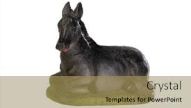  Presentation with mule - Presentation theme having figure-of-the-mule background and a coral colored foreground