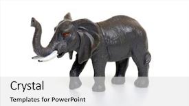  Presentation with frames isolated on white brown - Cool new presentation design with figurine - toy plastic elephant isolated backdrop and a light gray colored foreground