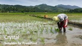  Presentation with philippines - Presentation design consisting of filipino - worker planting rice background and a mint green colored foreground