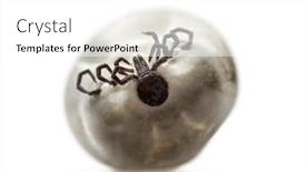  Presentation with female - Slides with filled-female-adult-tick-isolated background and a white colored foreground